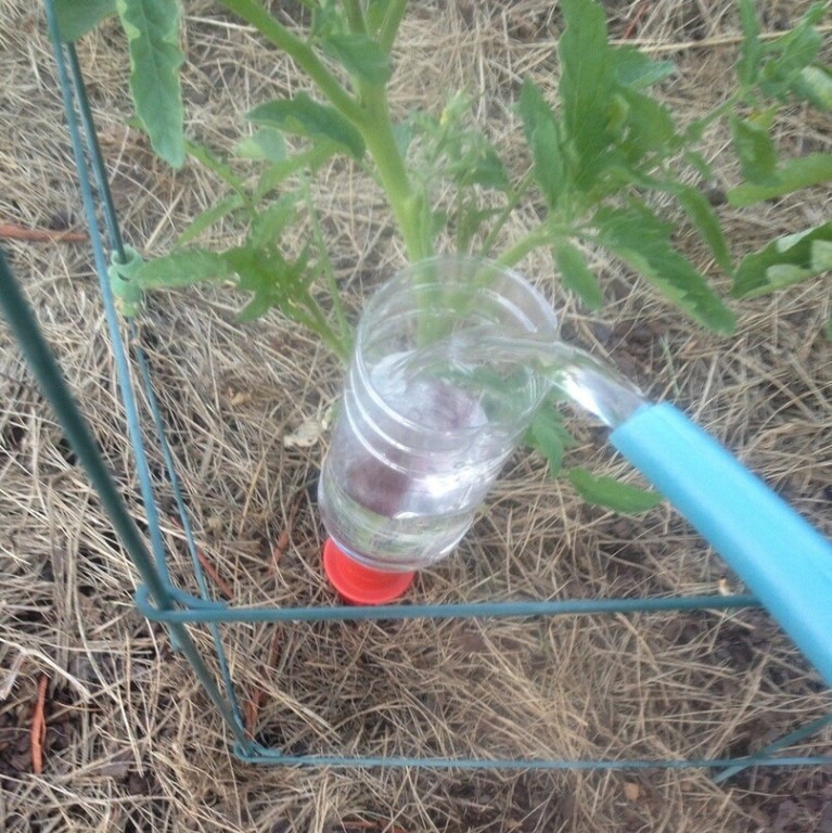 Выращивание томатов и их капельный полив в теплице