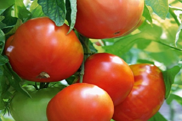 Характеристика томата сват f1 и описание выращивания сорта
