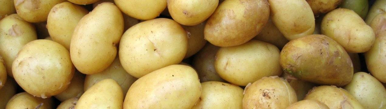 Картофель «голубизна»: описание, характеристика и особенности выращивания сорта