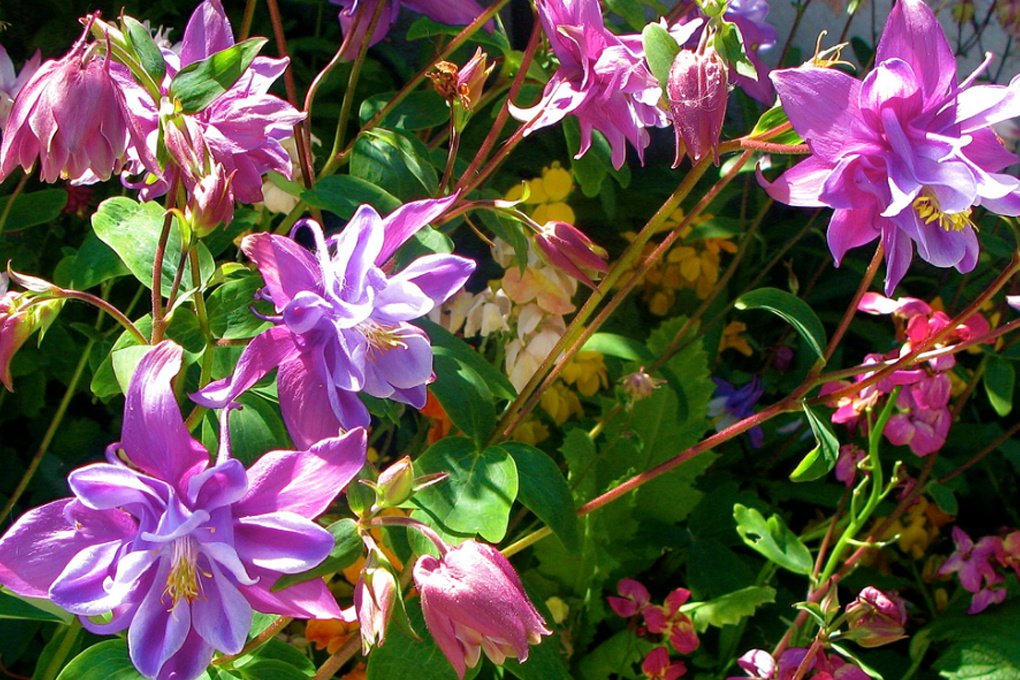Аквилегия - 78 фото удивительно красивого цветка водосбора