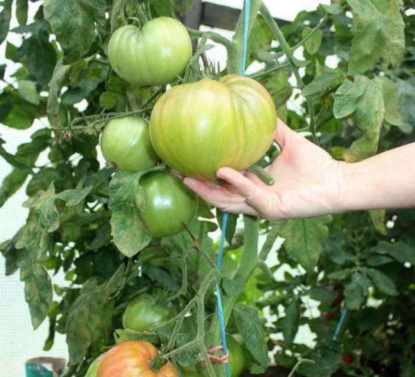 Томат корнеевский (розовый): что это за помидор, как его выращивать и какие отзывы оставляют о нем опытные огородники