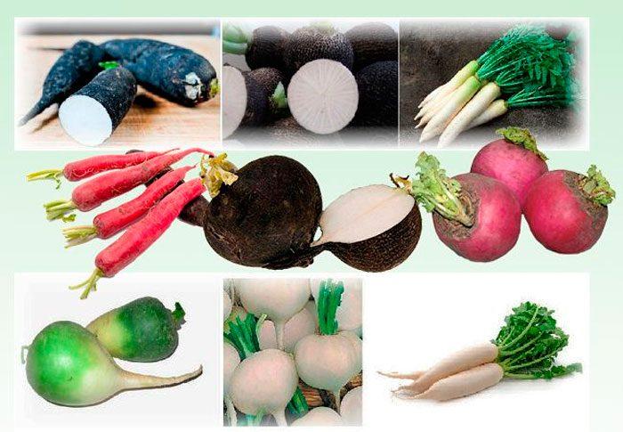 Арбузная редька: особенности корнеплода, правила выращивания и хранения