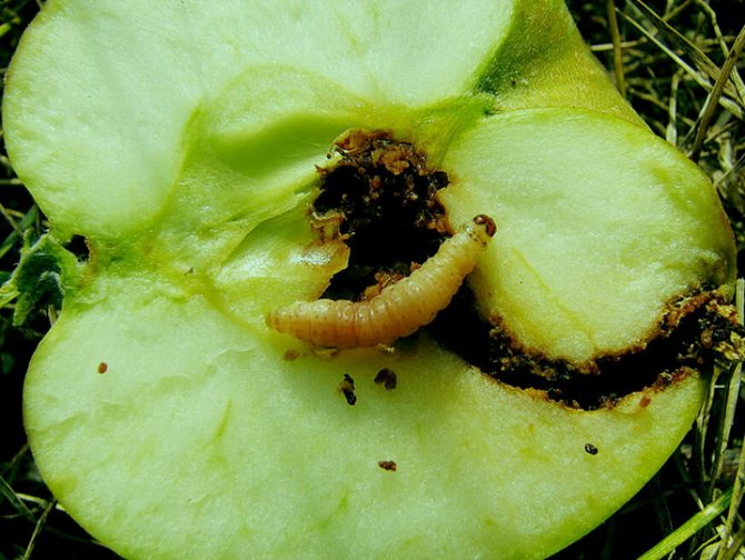 Плодожорка на яблоне - методы борьбы народными средствами