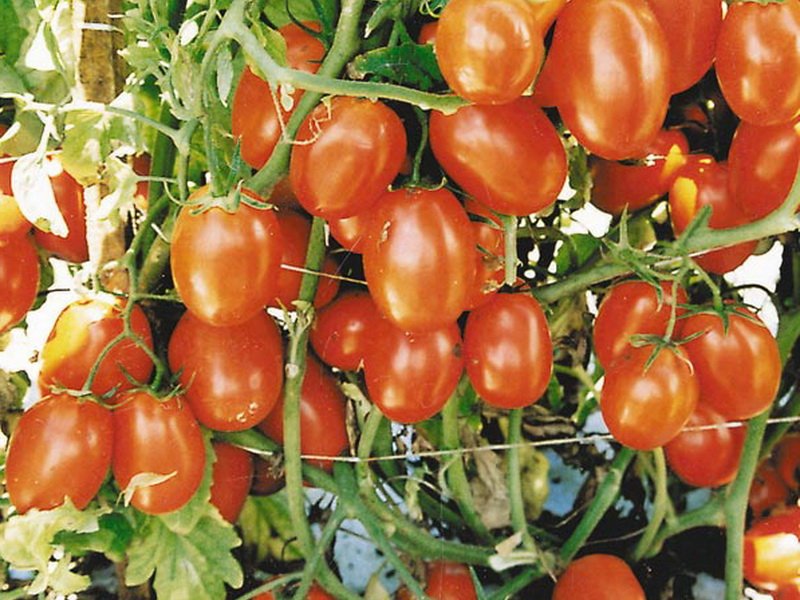 Томат енисей f1: описание и характеристика сорта, отзывы садоводов с фото