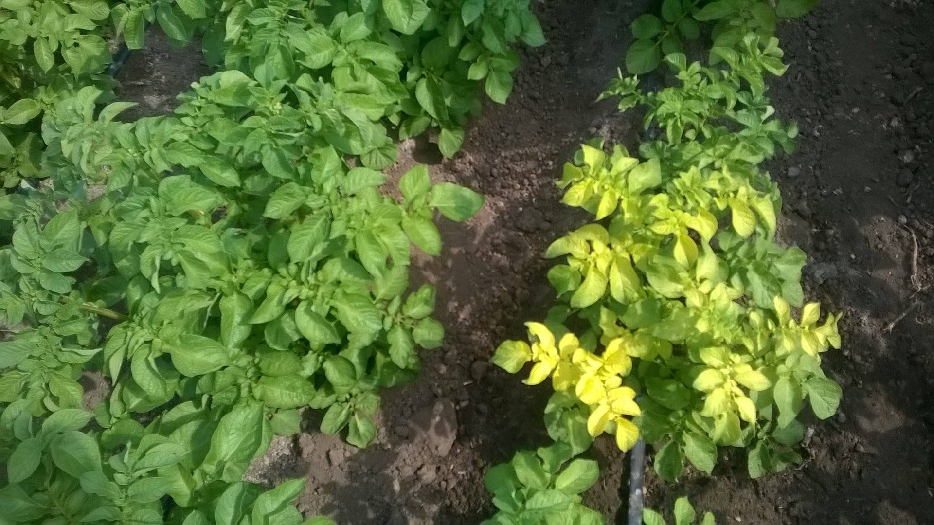 Почему желтеет ботва и листья у картофеля снизу: причины, что делать