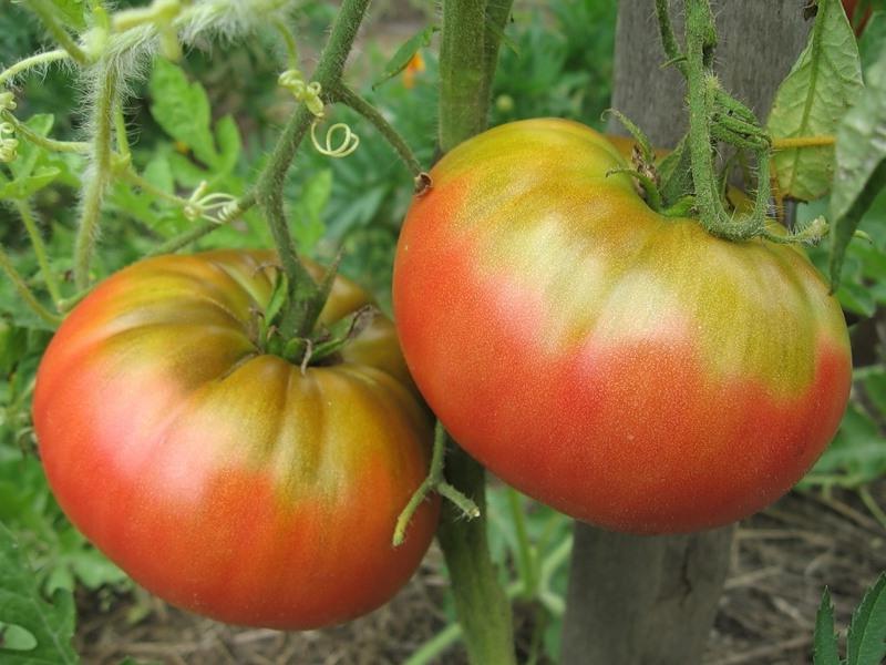 Характеристика томата Японка, выращивание рассады и уход за кустами