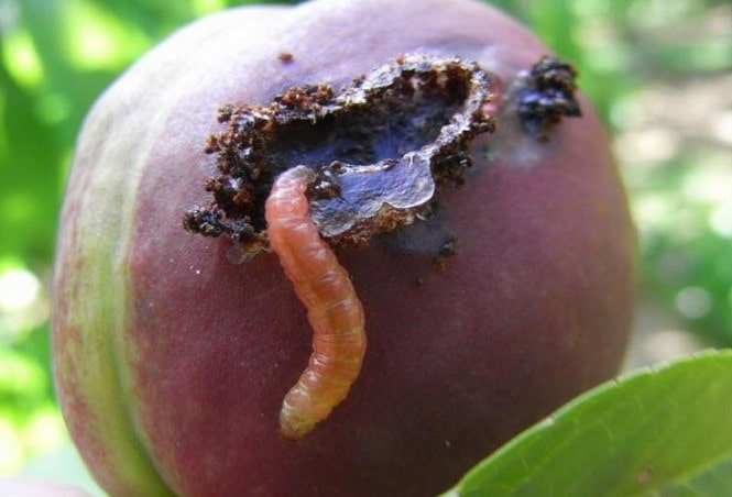 Чем обработать сливу от червей в плодах? - журнал "совхозик"