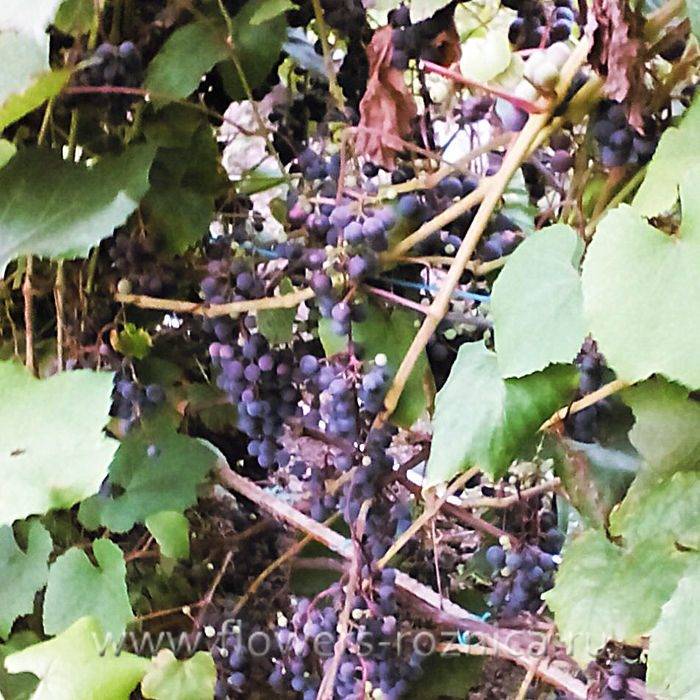 Описание 30 сортов винограда для Сибири, посадка и уход для начинающих