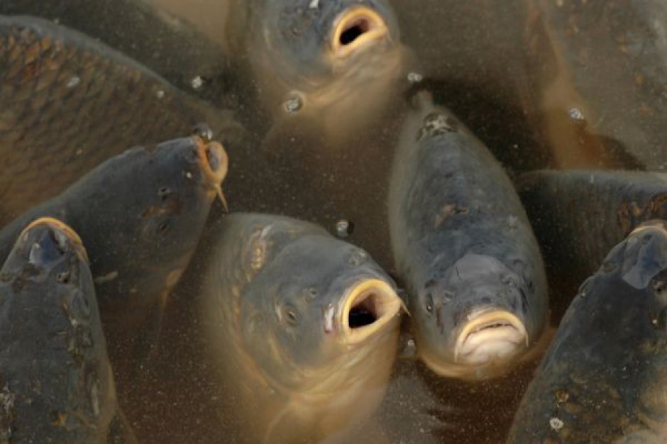 Рыба для пруда: разведение, уход и кормление