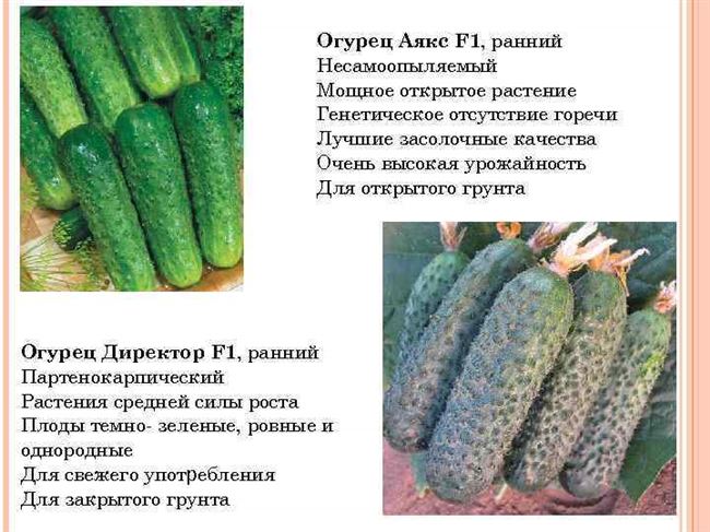 Сорт огурцов аякс: описание и характеристика, способы посадки и особенности ухода, фото