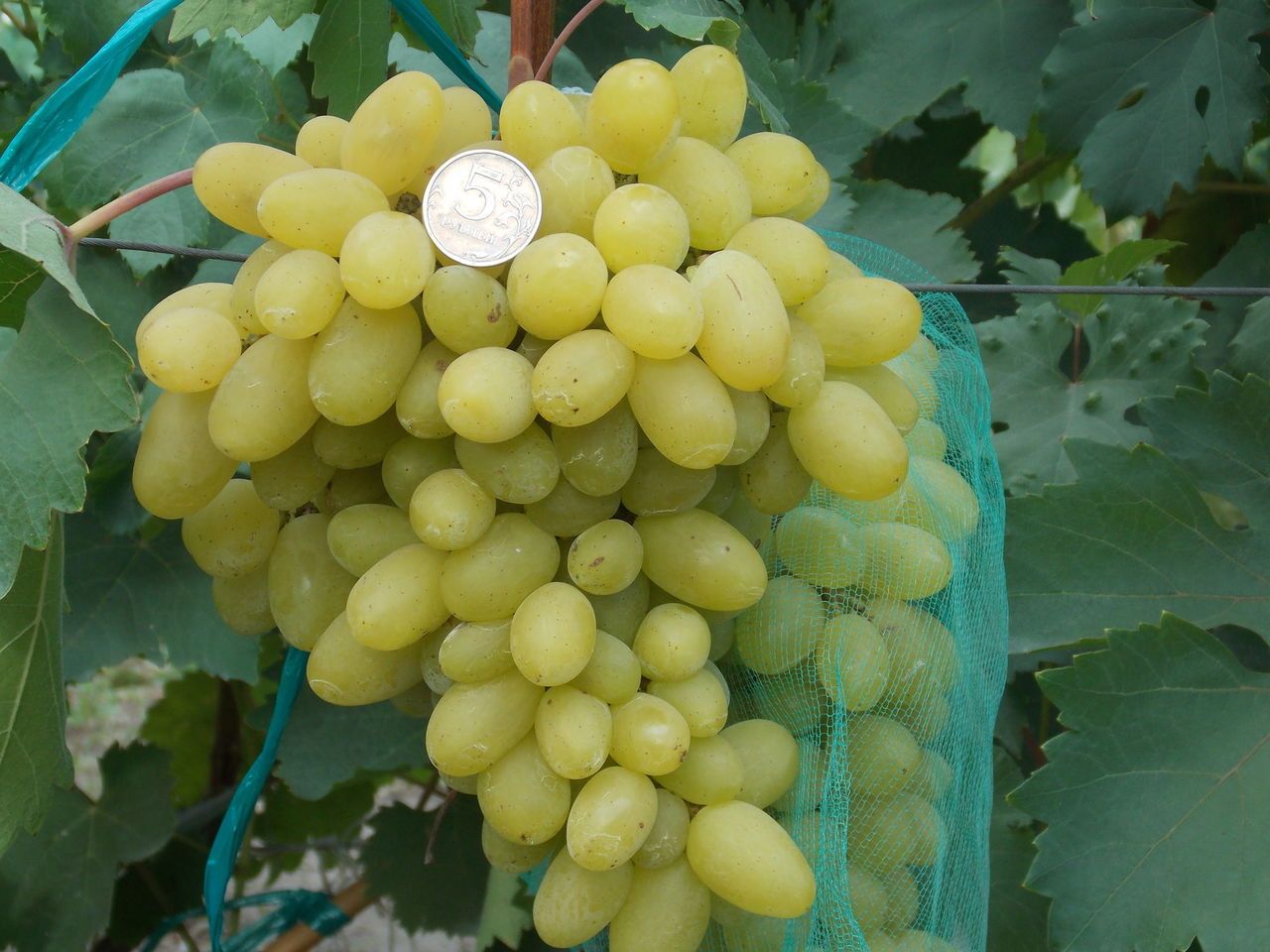Самый любимый столовый сорт — виноград «лора» или «флора»