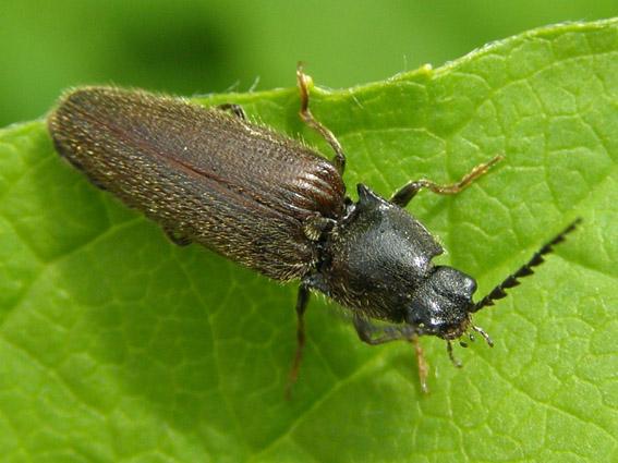 Как избавиться от личинок майского жука в огороде навсегда