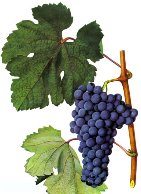 Отличительные особенности винограда «красностоп золотовский»