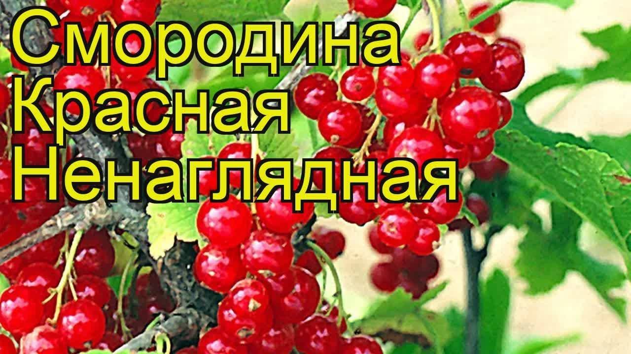 Смородина красная ненаглядная: описание сорта, уход и выращивание