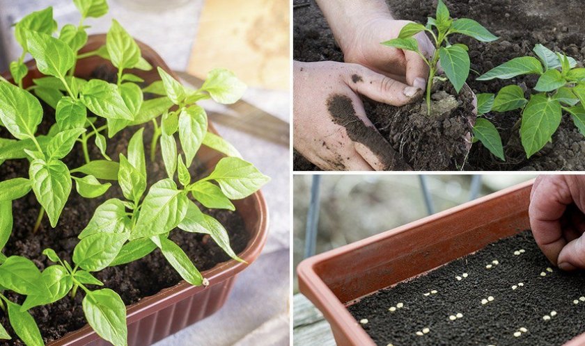 Как вырастить перец в горшках: фото, технология выращивания и полезные советы