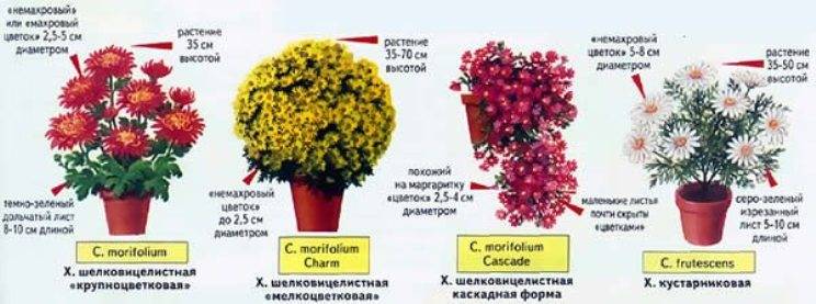 Многолетние сорта садовых хризантем: описание лучших, основные правила посадки и ухода - sadovnikam.ru