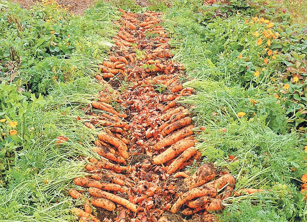 Когда убирать морковь с грядки на хранение в сибири
