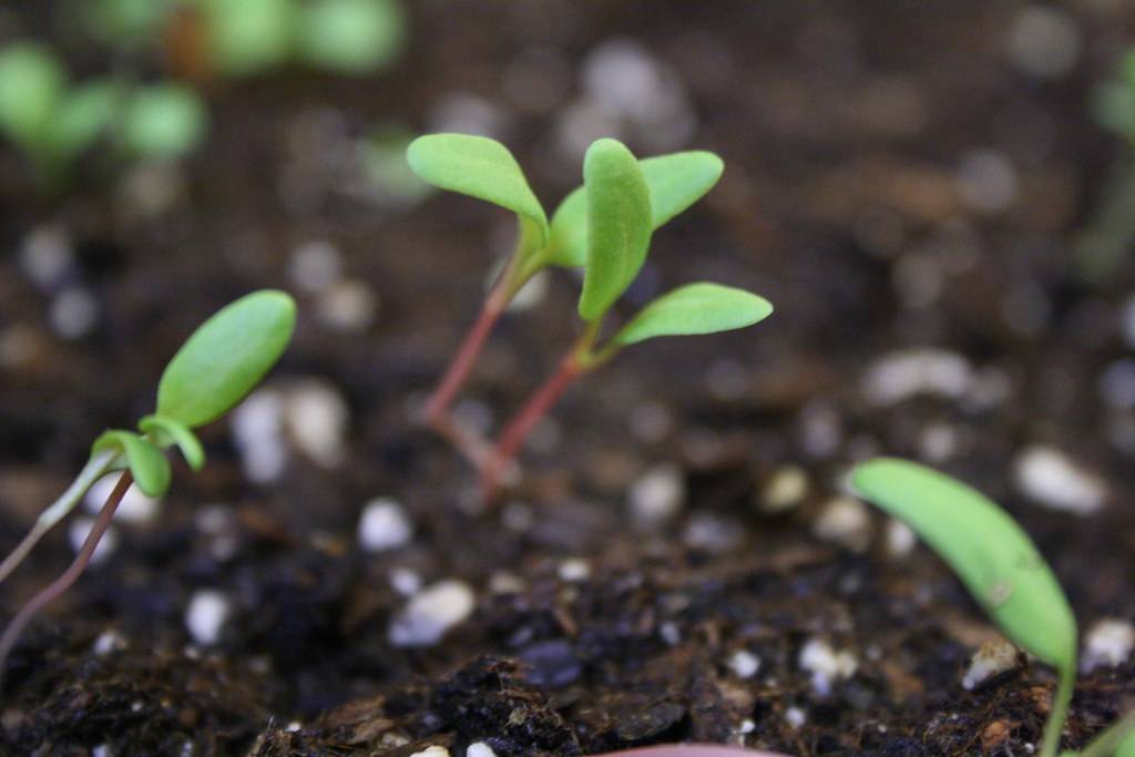 Мангольд – выращивание из семян в домашних условиях
