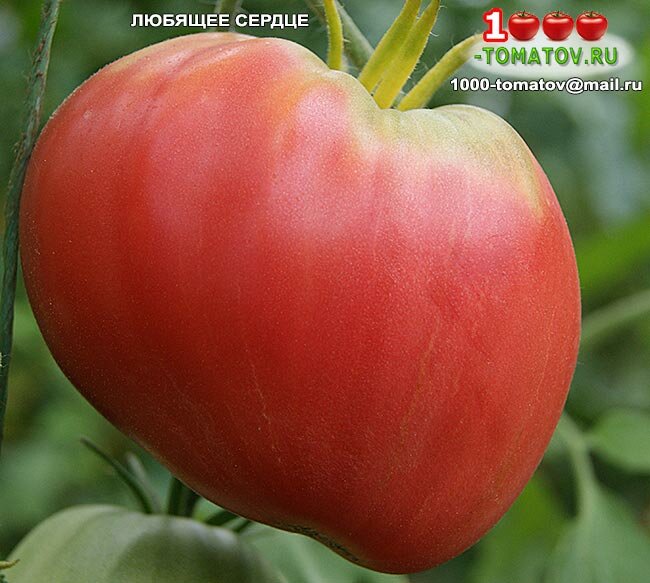 Описание томата сердце красавицы и выращивание сорта