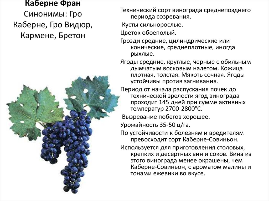 Виноград "каберне совиньон": характеристика и агротехника выращивания