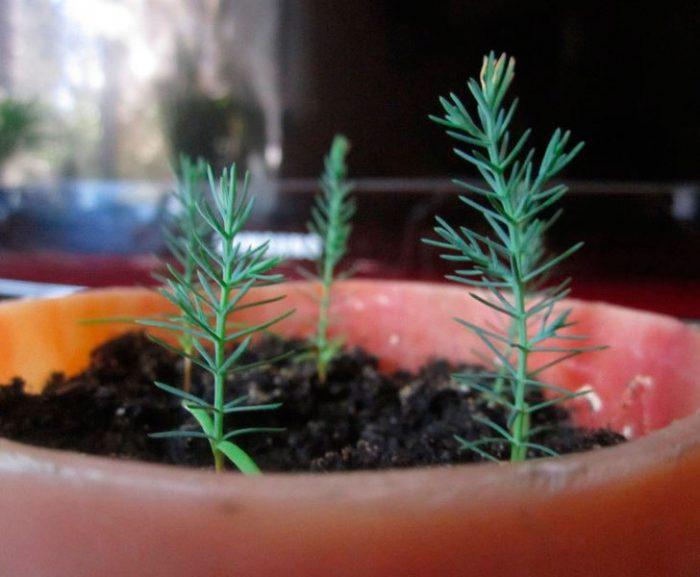 Превосходный кипарис вечнозеленый — хвойное растение с пирамидальной кроной