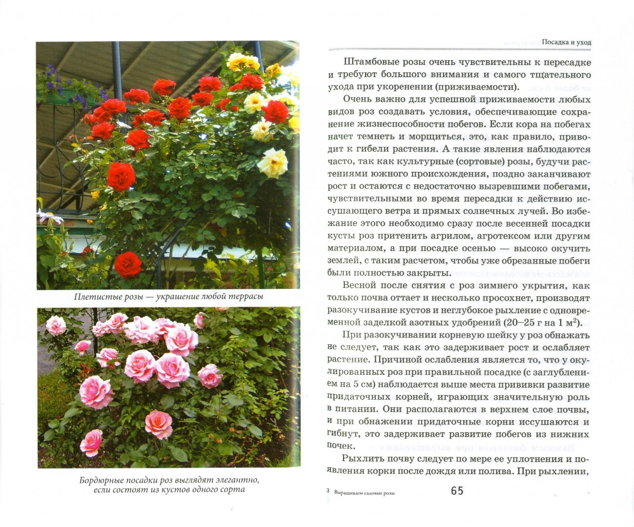 Роза сантана (santana): описание сорта, фото, отзывы, посадка и уход