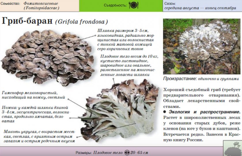 Белянка гриб: фото и описание белой волнушки