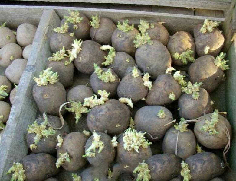 Рассада картофеля: зачем выращивать картошку из семян, мастер-класс по посеву