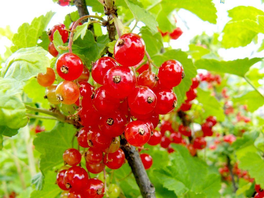 Красная смородина сахарная: описание и характеристика сорта, посадка и уход, отзывы с фото