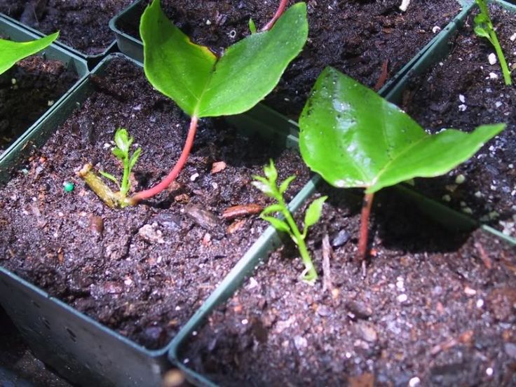 Как вырастить киви? рекомендации, как получить плоды из черенков и семян на ydoo.info
