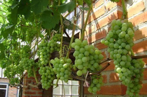 Сорт винограда галбена ноу: описание, фото