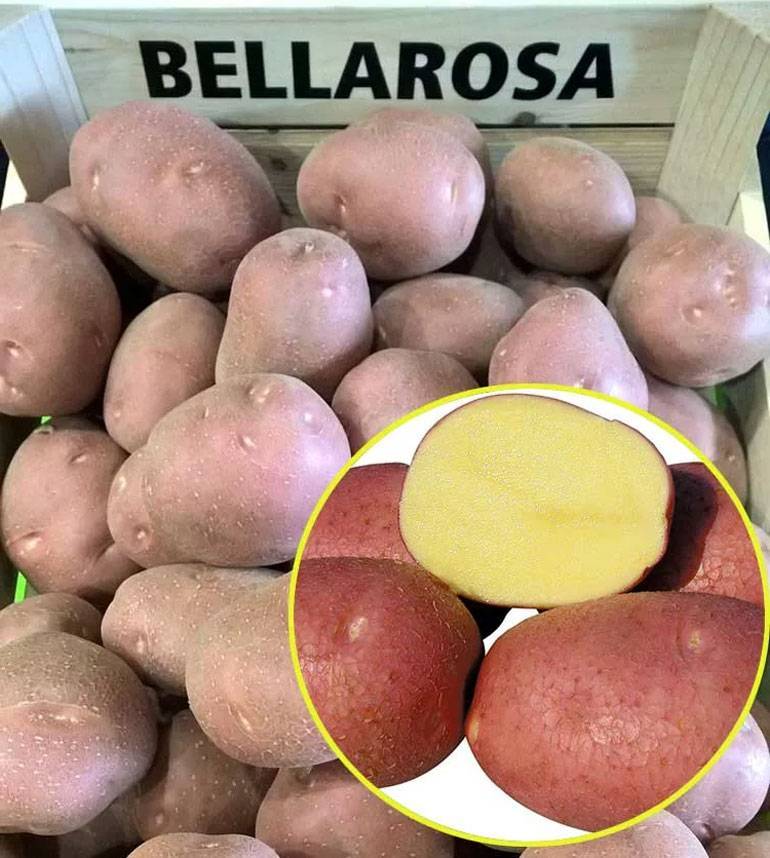Картофель беллароза: описание сорта, выращивание, отзывы, фото