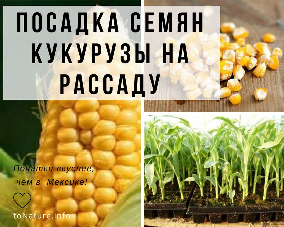 Когда и как сажать кукурузу в открытый грунт семенами и рассадой: правила ухода и выращивания