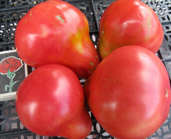 Особенности и выращивание лучших сортов помидоров грушевидной формы