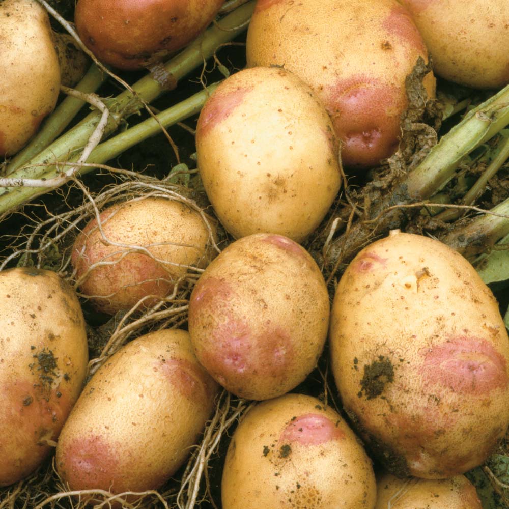 Картофель иван да марья — описание сорта, фото, отзывы, посадка и уход