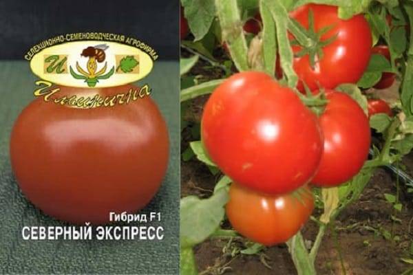 Описание раннеспелого томата Северный экспресс F1 и выращивание гибрида