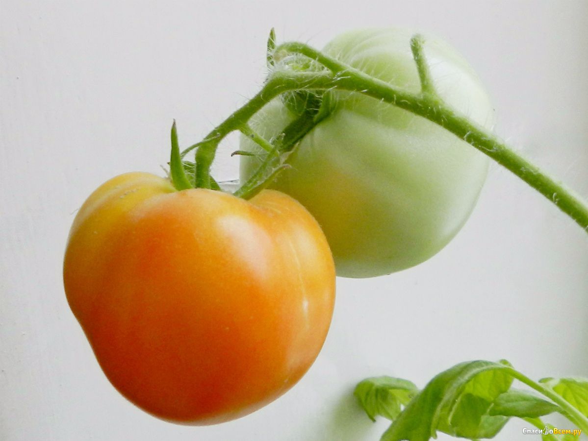 Урожайность, характеристика и описание сорта томата аляска - всё про сады