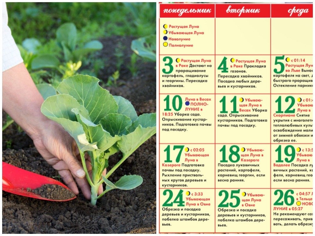 Уход за капустой в открытом грунте, правила выращивания белокочанной капусты - полив, прополка и другие процедуры