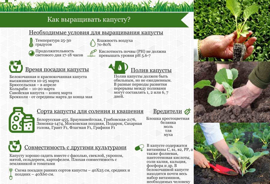 Особенности посадки и выращивания капусты сорта атрия f1