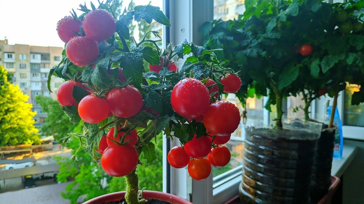 Как вырастить помидоры на балконе: выбор сорта и уход за балконными томатами