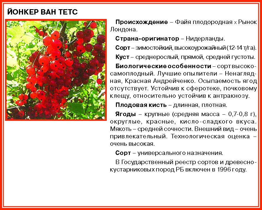 Красная смородина джонкер ван тетс – описание сорта, особенности, правила выращивания и ухода