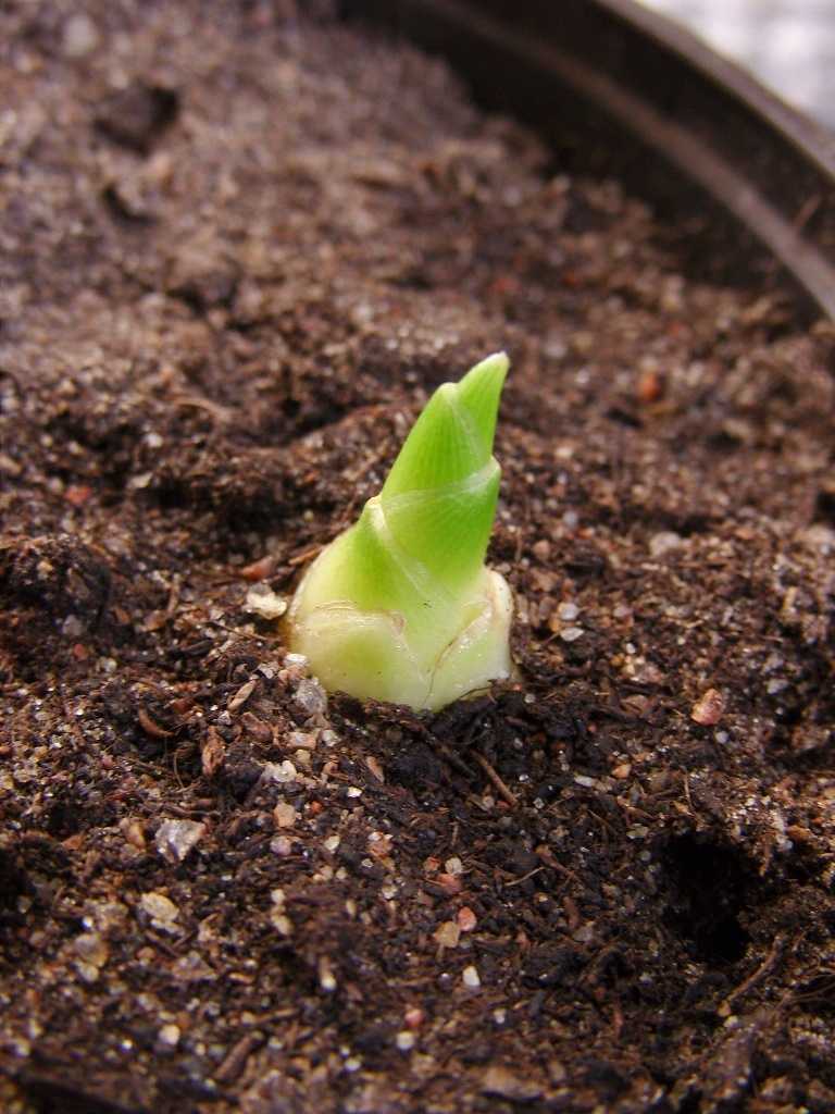 Имбирь: выращивание в домашних условиях из корнеклубня, как сажать имбирь
