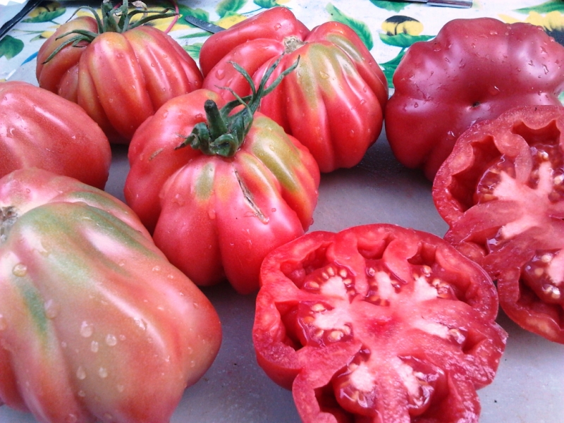 23 лучших сорта желтых томатов с фото и описанием для теплиц и открытого грунта