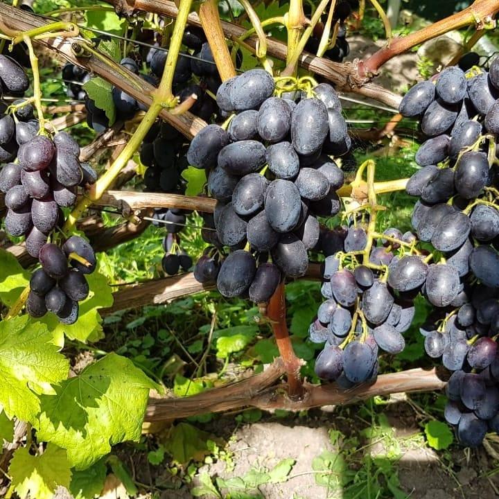 О винограде коринка русская: описание и характеристики сорта, посадка и уход