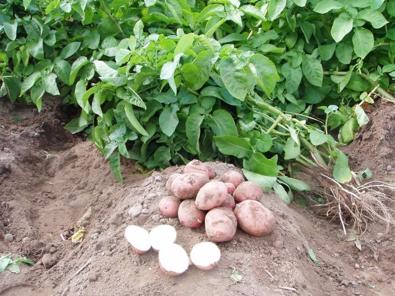 Нужно ли обрывать цветки у картофеля для повышения урожая: отзывы, мнение специалистов