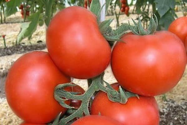 ᐉ томат "катя" f1: характеристики и высота куста, описание урожайности сорта, фото-материалы, советы по выращиванию помидор - orensad198.ru