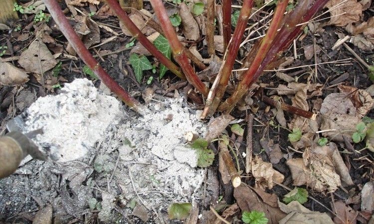 Зола как удобрение: когда вносить осенью или весной, применение - почва.нет