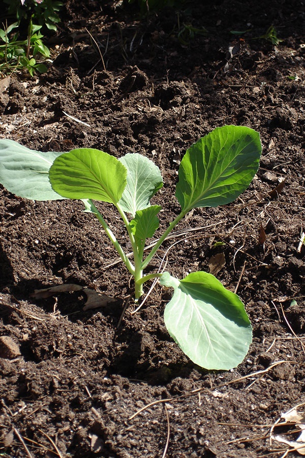Капуста: выращивание из семян на огороде