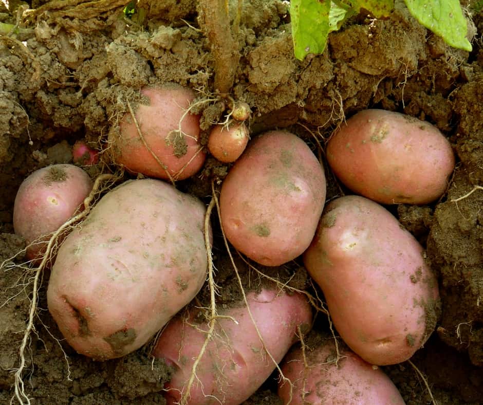 Картофель гала: описание сорта, фото, отзывы