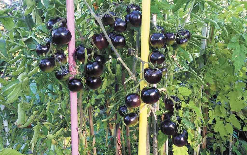 Томат бурая гроздь f1: описание и урожайность сорта, фото, отзыв